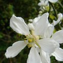 Poncirus trifoliata